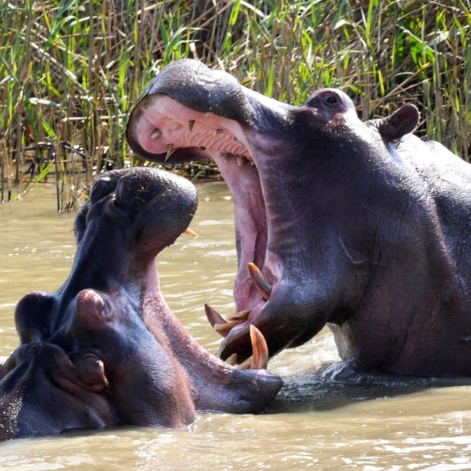 Hippo Kazinga Channel Uganda